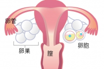 婦人科系のトラブルー①ヨガ・ピラティス的対処法