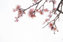 今年の春分図「物質的幸せと精神的幸せの両方を手に入れる」
